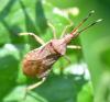 Ceraleptus lividus
